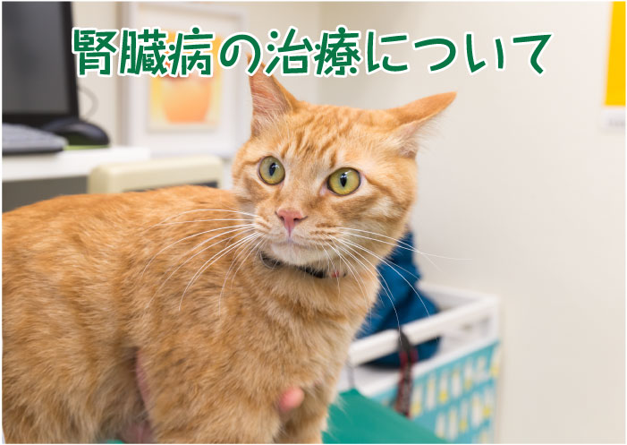 腎臓病の治療 たかみや通り動物クリニック